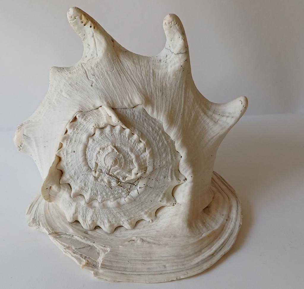 Grote decoratieve schelp - Witte zeeschelp, Verzenden, Gebruikt
