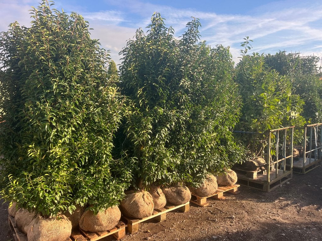 Portugese Laurier (Prunus Angustifolia) 200-225cm NU € 69,50