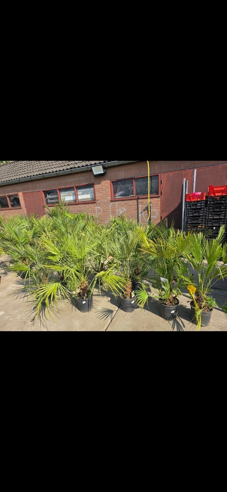 palmbomen de laatste opruim prijsje, 100 tot 250 cm, Zomer, Palmboom, Ophalen