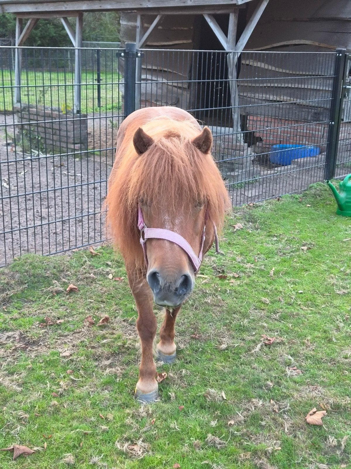 lieve kinder pony te koop, A pony (tot 1.17m), 11 jaar of ouder, Recreatiepony, Merrie