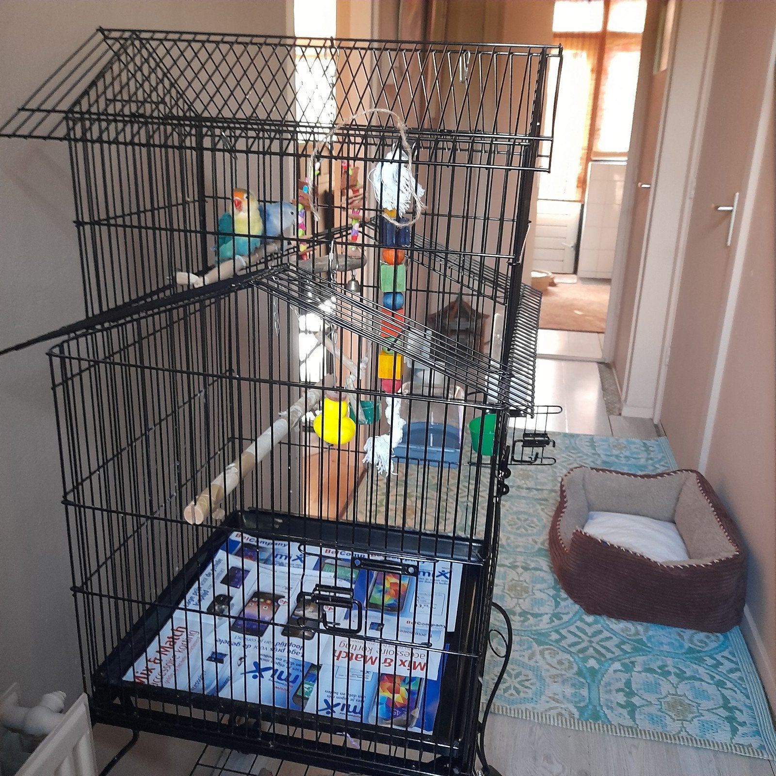 Vogelkooi met 2 argaponissen, Dieren en Toebehoren, Ophalen
