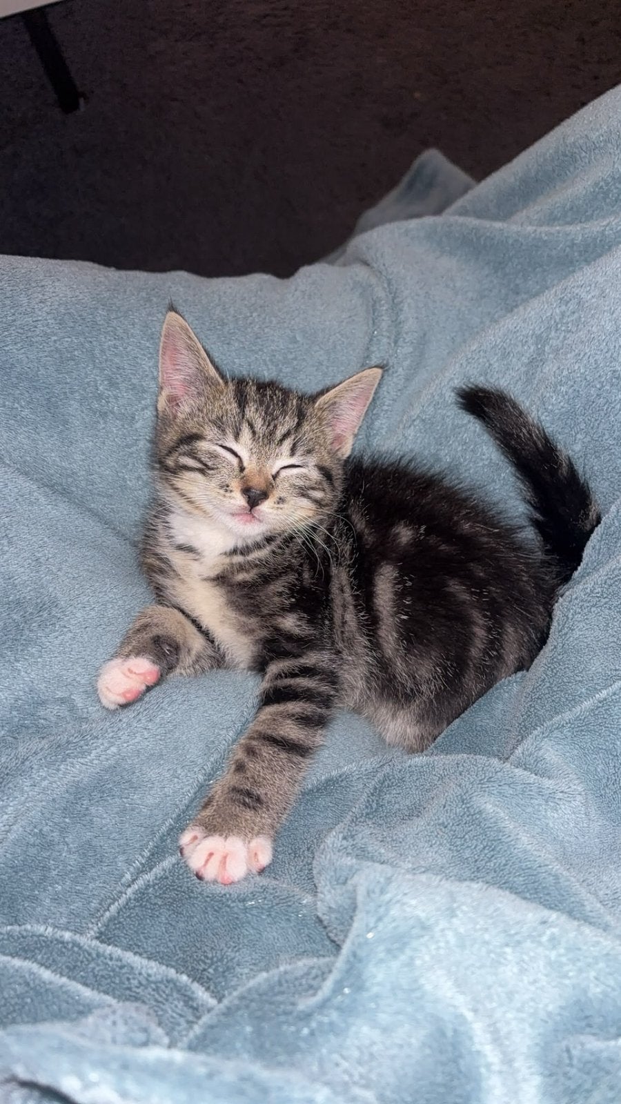 Kitten zoekt een huisje, Ophalen, Nieuw
