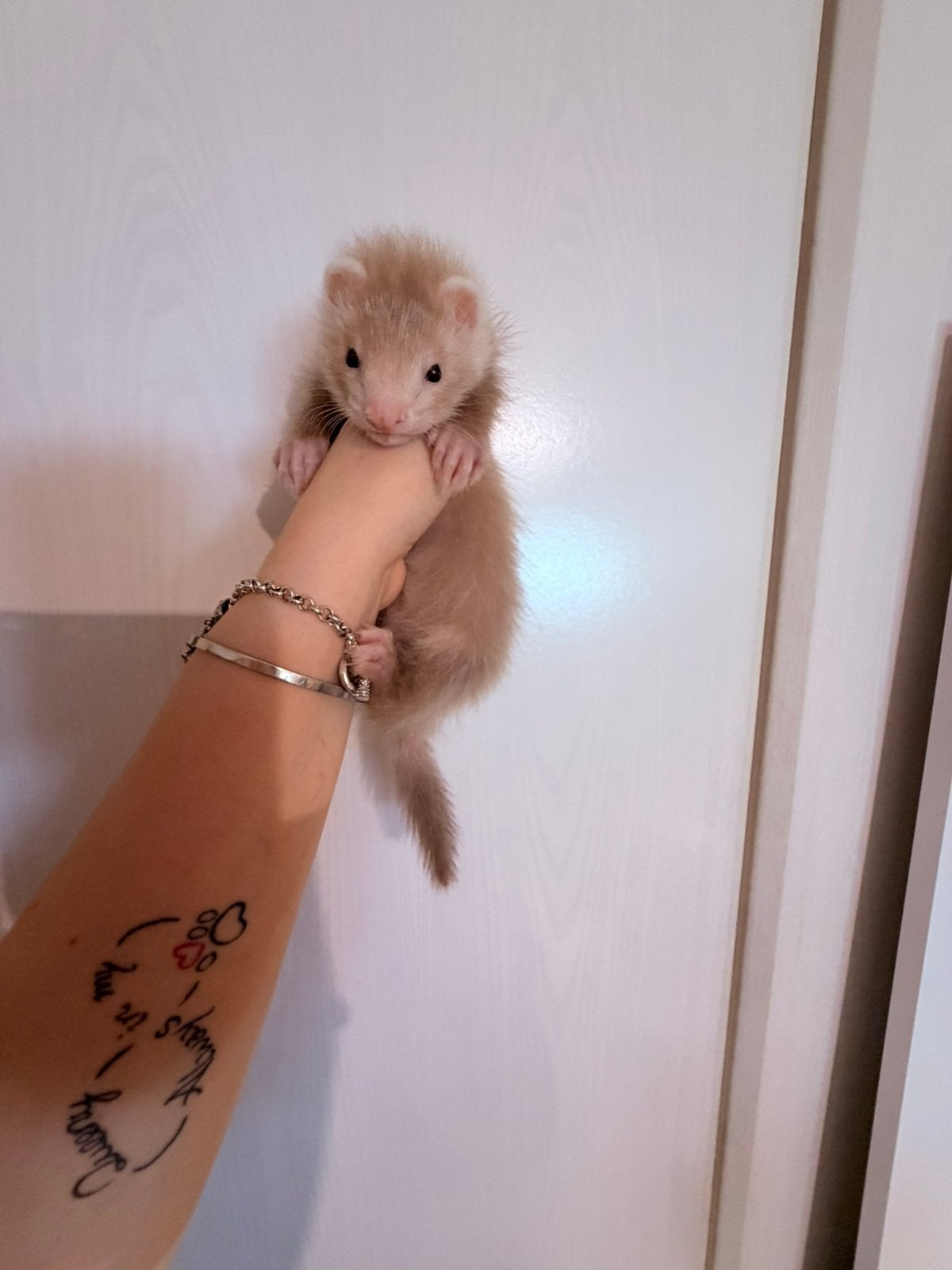 Super knap champagne choco mitt vol angora pup, Juni, Mannelijk