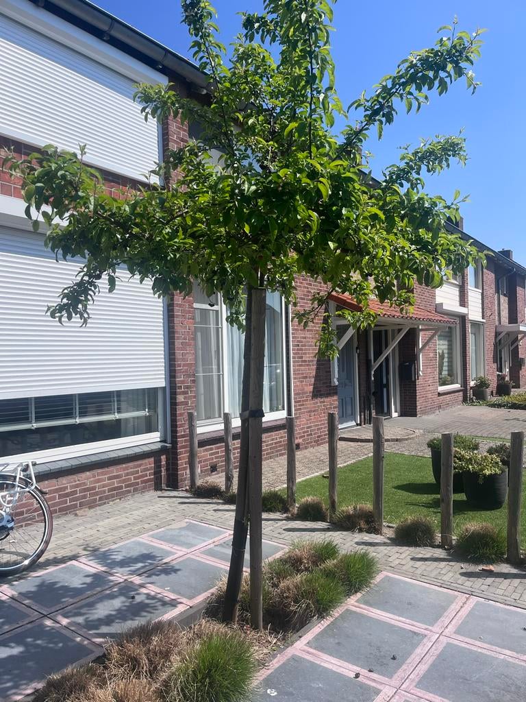 Boompje voor in de tuin, Tuin en Terras, Planten | Bomen, Volle zon, Bloeit niet, 100 tot 250 cm, Overige soorten