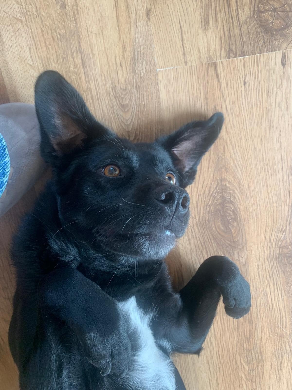 🐾 Jackie zoekt een rustig forever home 🏡, Particulier, Buitenland, Teef, Parvo
