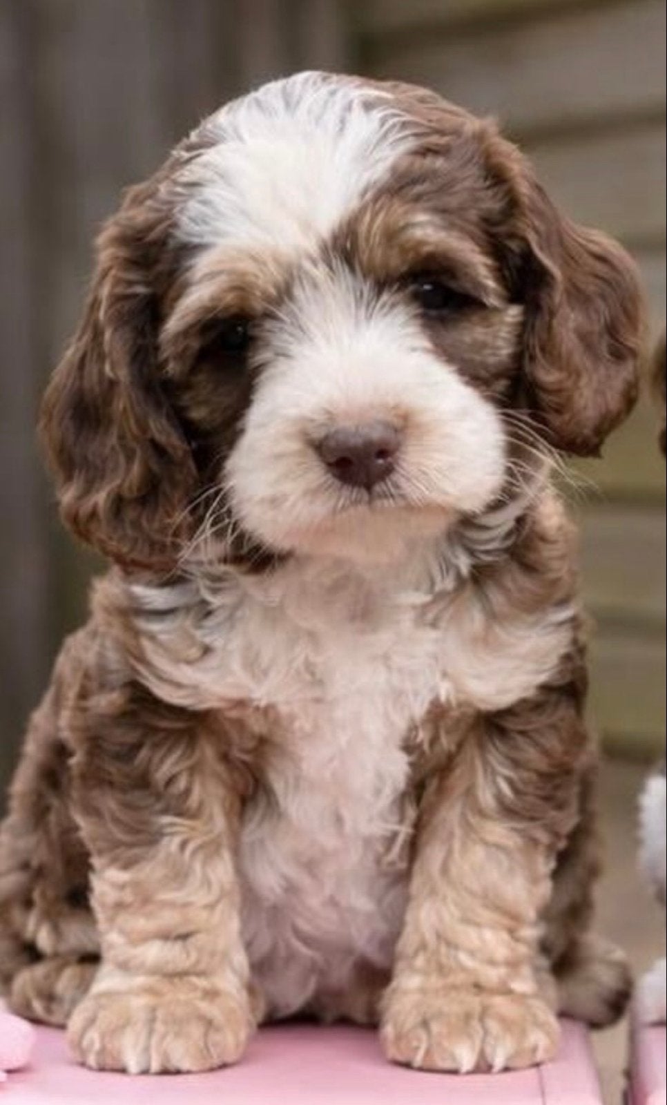 Gezocht labradoodle, 8 tot 15 weken, Teef, Eén hond, Klein