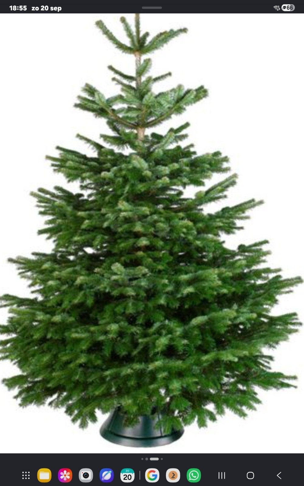 spar kerstboom met kluit, Ophalen of Verzenden, Bloeit niet, Overige soorten, Minder dan 100 cm