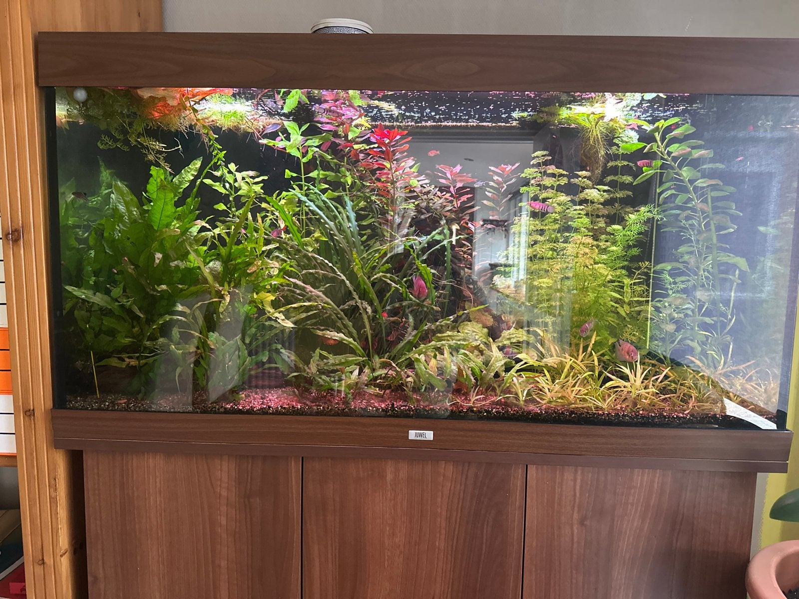 Juwel 350 led eheim proffesional 4+ compleet, Ophalen, Inclusief vissen, Juwel, Gevuld zoetwateraquarium