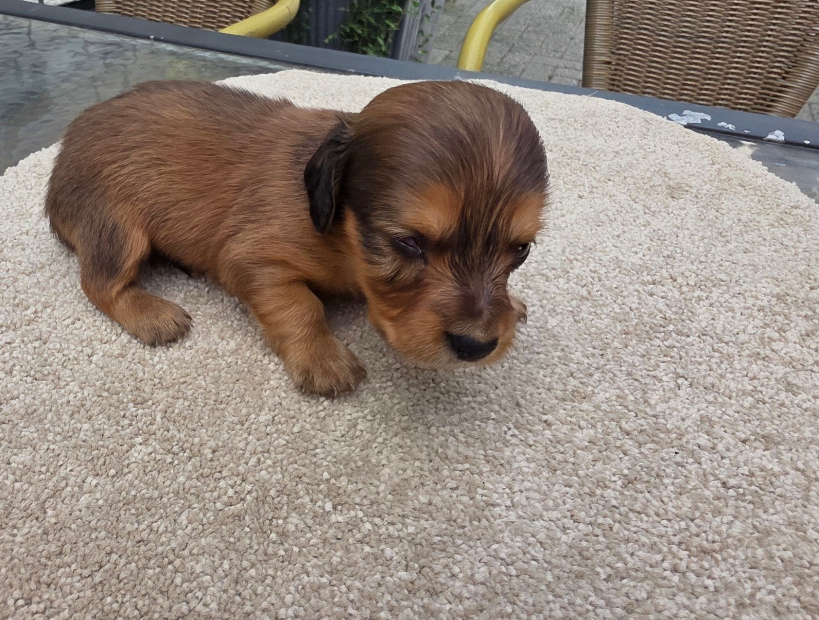 Langhaar dwerg teckel puppy, Dieren en Toebehoren, Reu, 8 tot 15 weken, Dwerg, Langhaar