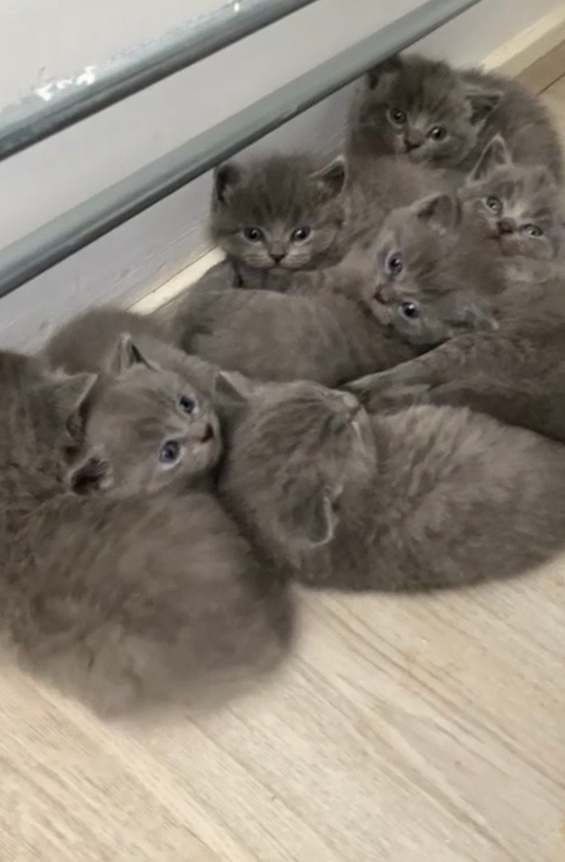 Briste korthaar kittens, Dieren en Toebehoren, Katten en Kittens | Raskatten | Korthaar, Meerdere dieren, Ontwormd