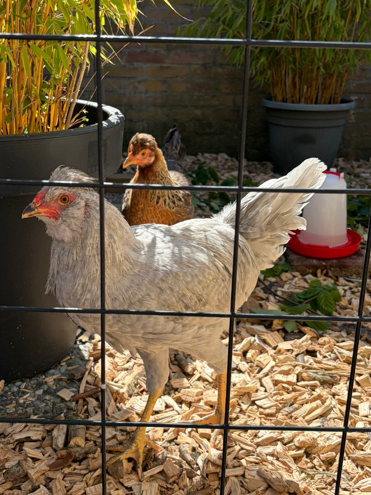 Mooie jonge Easter Egger-haan, Dieren en Toebehoren, Mannelijk