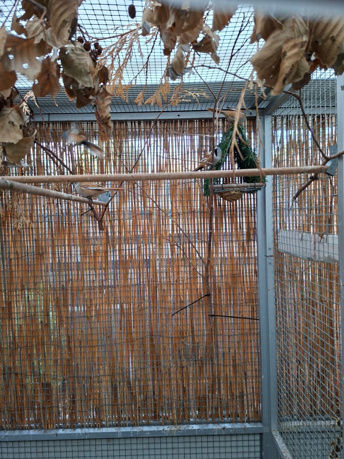 baardmannen, Dieren en Toebehoren, Meerdere dieren, Wildzangvogel, Geringd