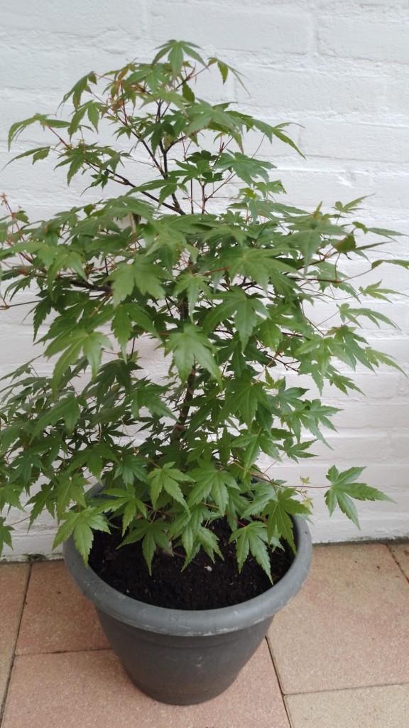 Acer palmatum .( Bonsai), Tuin en Terras, Planten | Bomen, Bloeit niet, Halfschaduw, Overige soorten, Minder dan 100 cm