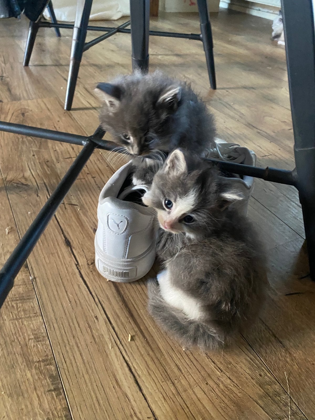 4 kittens