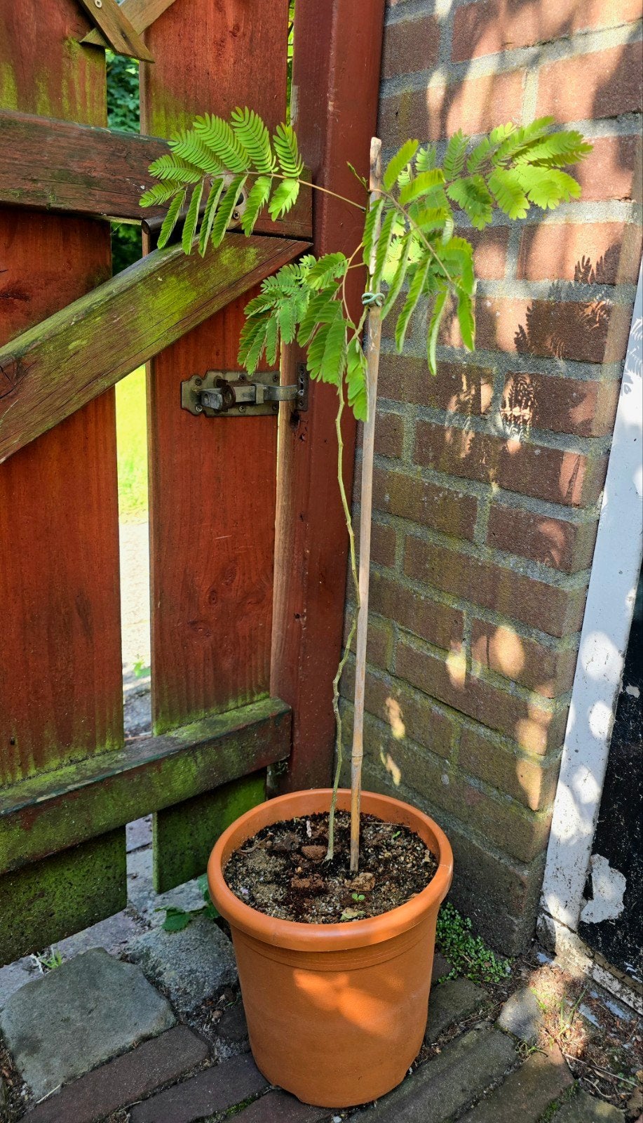 Jonge Perzische slaapboom., Tuin en Terras, Planten | Tuinplanten, Ophalen, Overige soorten, Volle zon