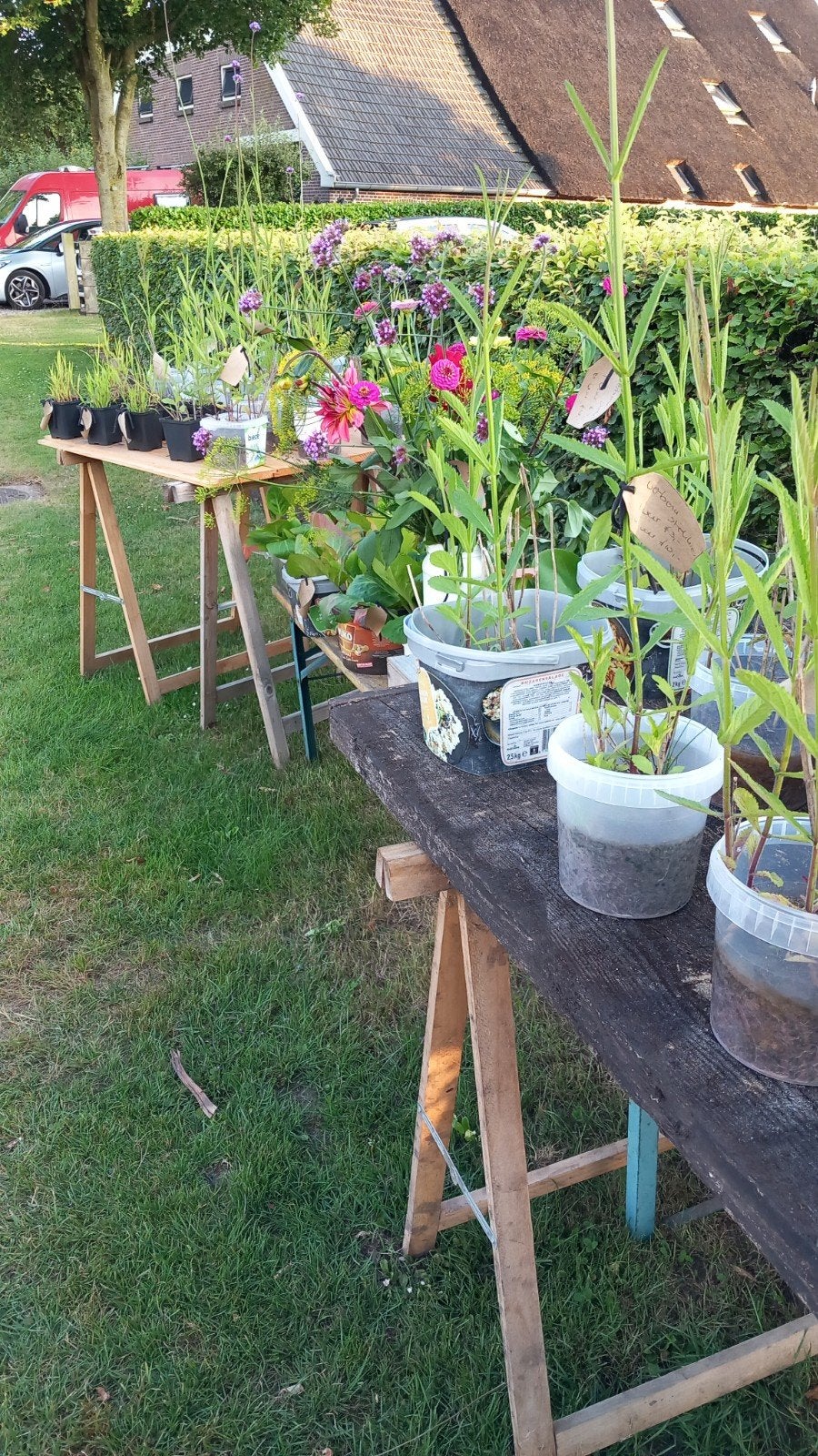 STEKKIES&zo, Tuin en Terras, Planten | Tuinplanten, Ophalen, Overige soorten, Volle zon