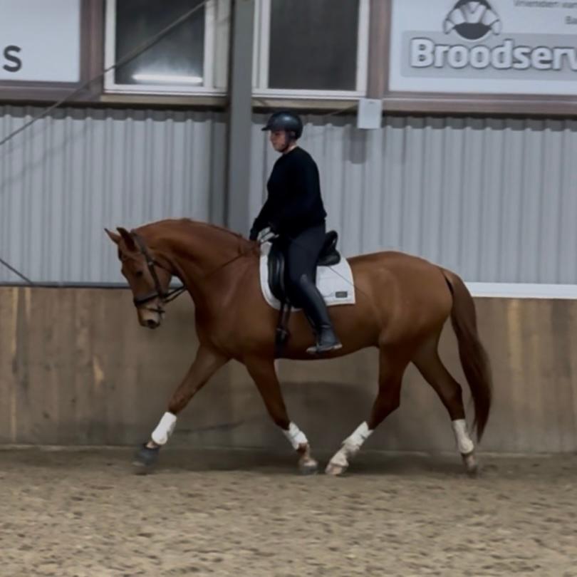 Super lieve grote 7-jarige ruin, 175 cm, Ruin, Dressuurpaard, 170 tot 175 cm, 7 tot 10 jaar