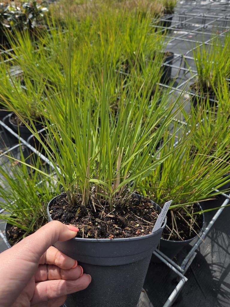 Molinia ‘Heidebraut’ – Pijpenstrootje – 2 liter pot – € 3,-, Ophalen, Vaste plant, Siergrassen, Halfschaduw