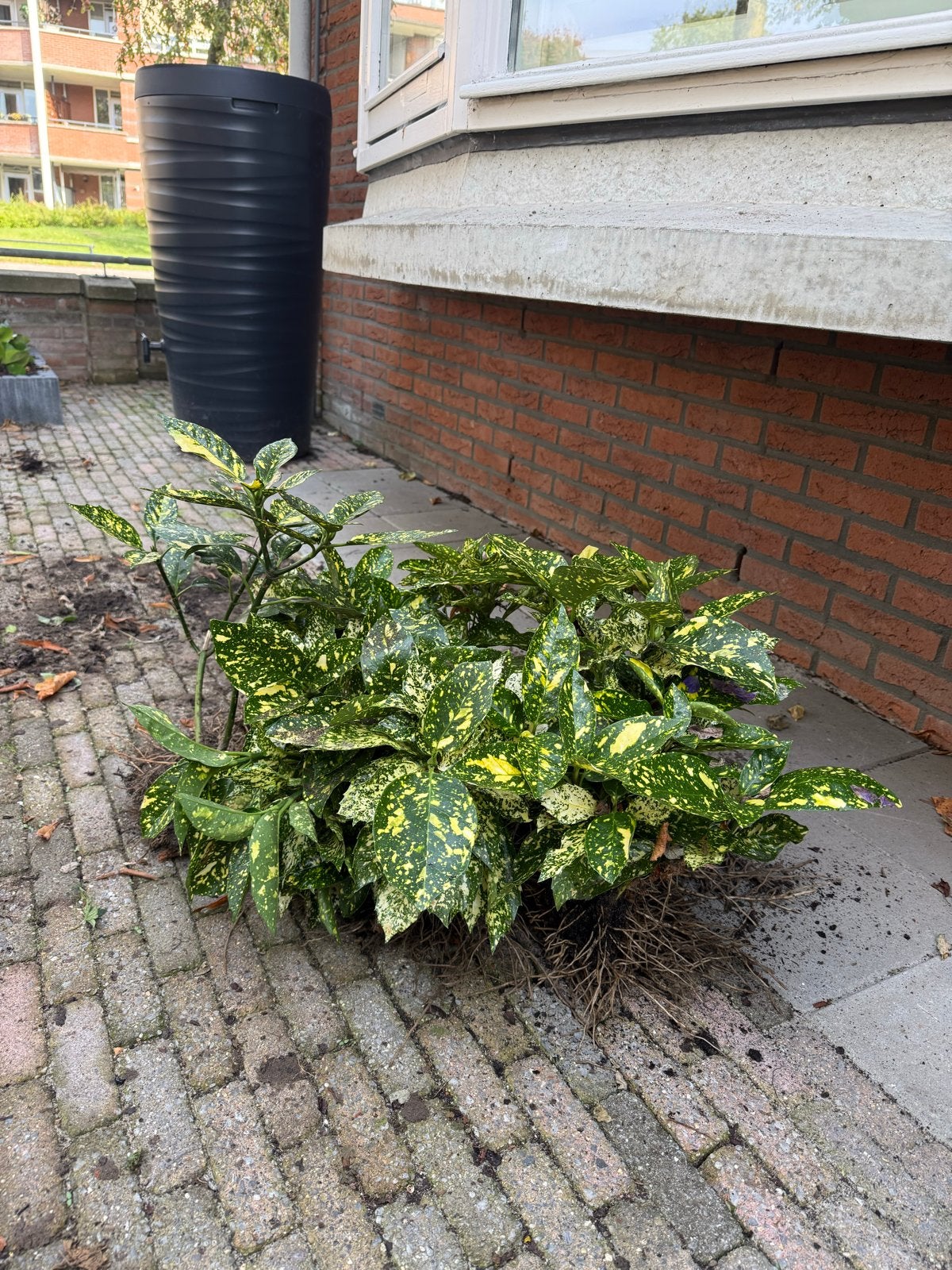 Gratis: 7 flinke stekjes van de broodboom (Aucuba japonica), Vaste plant, Bloeit niet, Halfschaduw, Ophalen