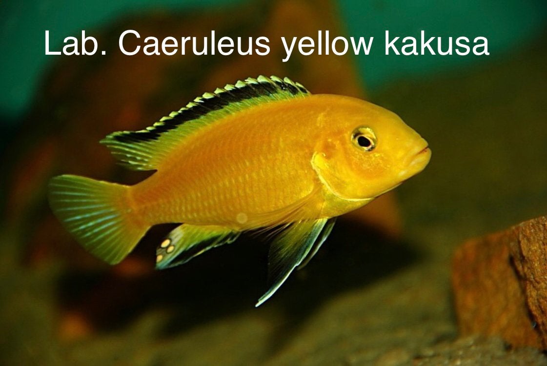 Labidochromis Ceatuleus yellow kakusa, Vis