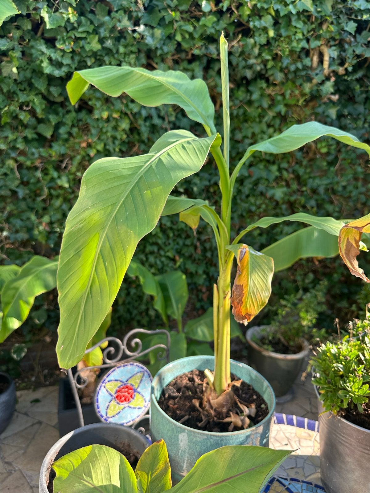 Bananenplant Musa basjoo- Diverse maten, Ophalen, Overige soorten, Minder dan 100 cm, Volle zon