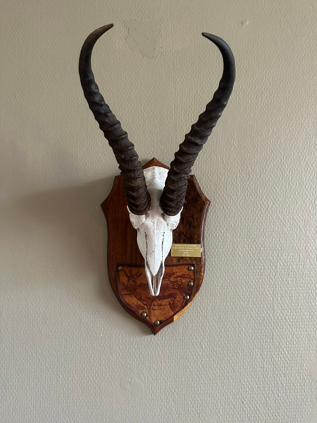 Springbok hoorns op schild taxidermie, Ophalen of Verzenden, Zo goed als nieuw, Opgezet dier