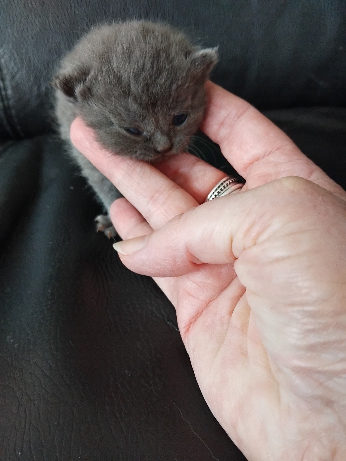 Brits korthaar kittens grijs, blue tabby Blauwe ogen, Meerdere dieren, Kortharig, 0 tot 2 jaar