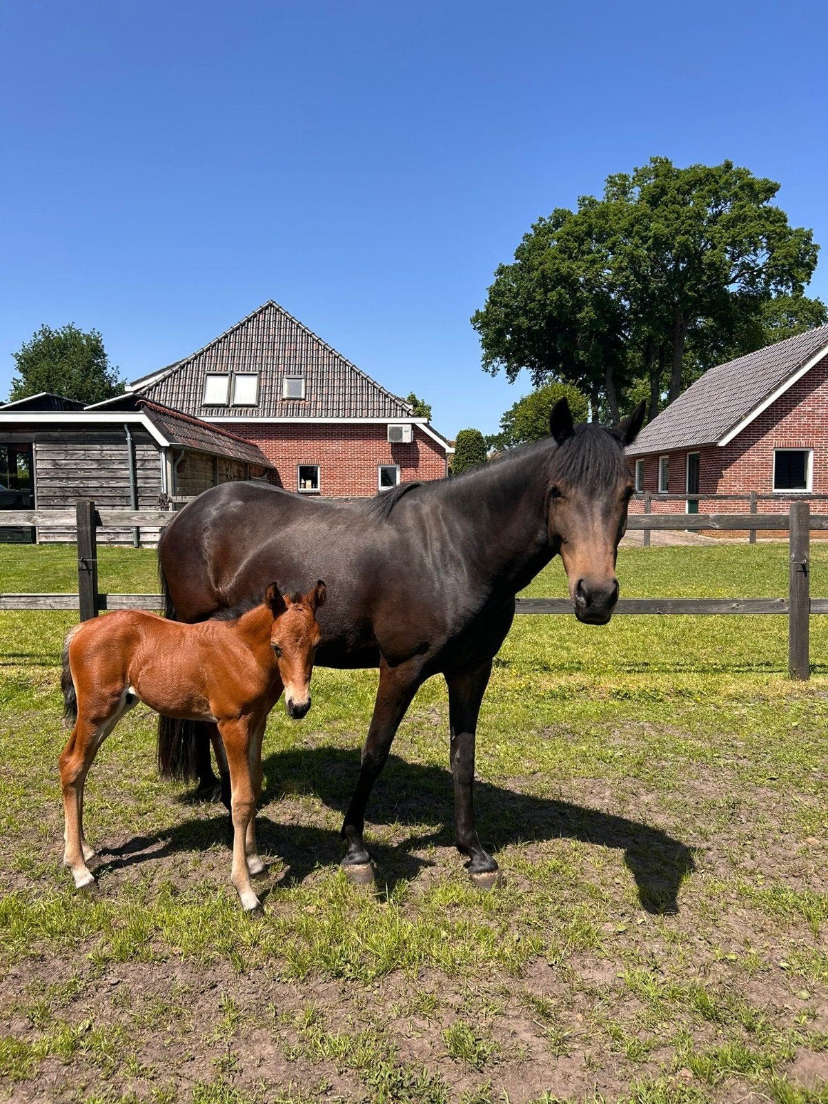 D pony. Prachtige fokmerrie en rijpony. Met  hengstveulen, Dieren en Toebehoren, Merrie, 3 tot 6 jaar