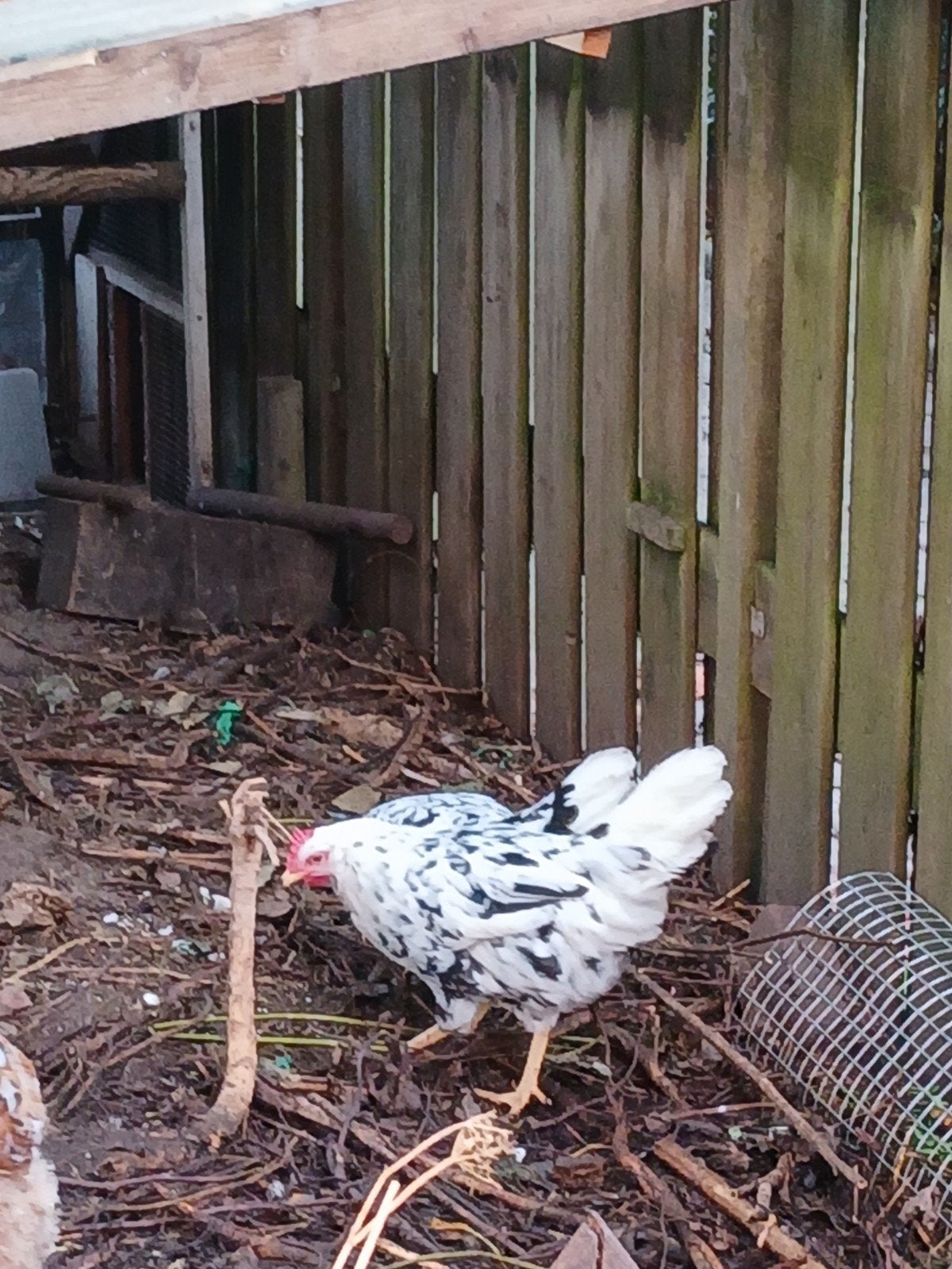 2 jonge bonte leghorn hennen, Vrouwelijk, Kip