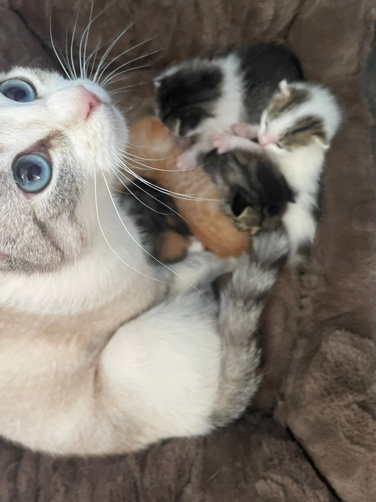 Lieve en mooie kittens, meerdere kleurtjes!, Dieren en Toebehoren, Katten en Kittens | Overige Katten, Meerdere dieren