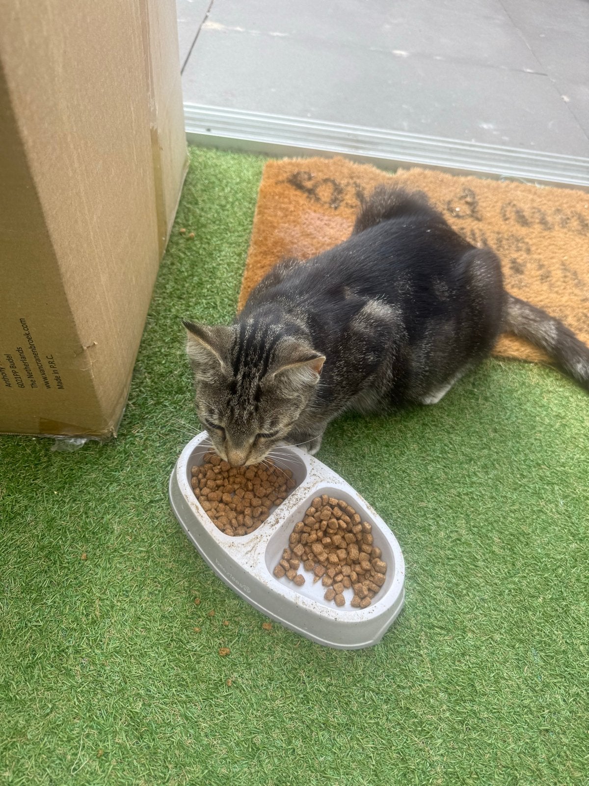 Dringend gezocht: een liefdevol thuis voor onz zwangere poes, Poes