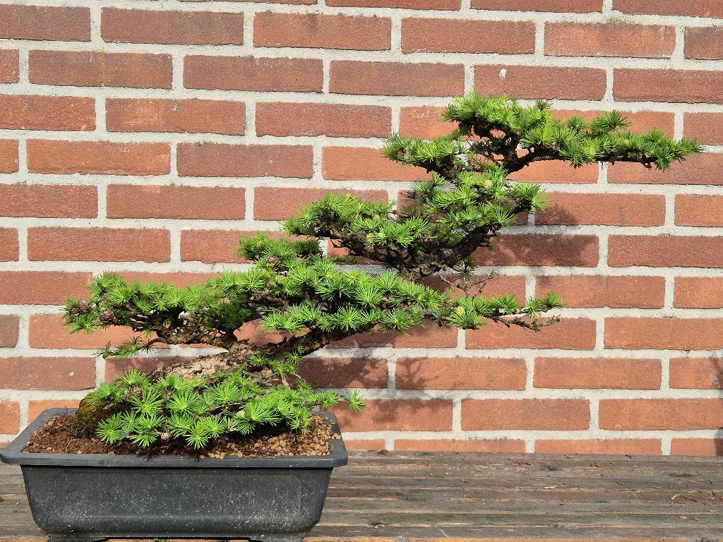 Bonsai Lariks kaempferi, Ophalen, Bloeit niet, Halfschaduw, Overige soorten