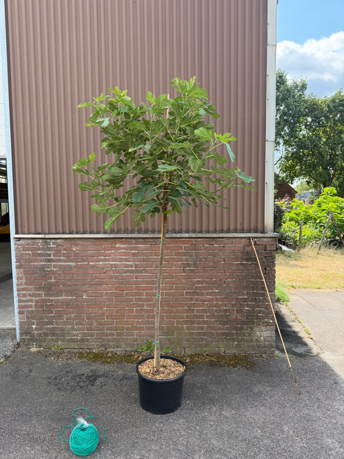 Vijgenboom op stam groot, Tuin en Terras, Overige soorten, 100 tot 250 cm, Zomer, Ophalen