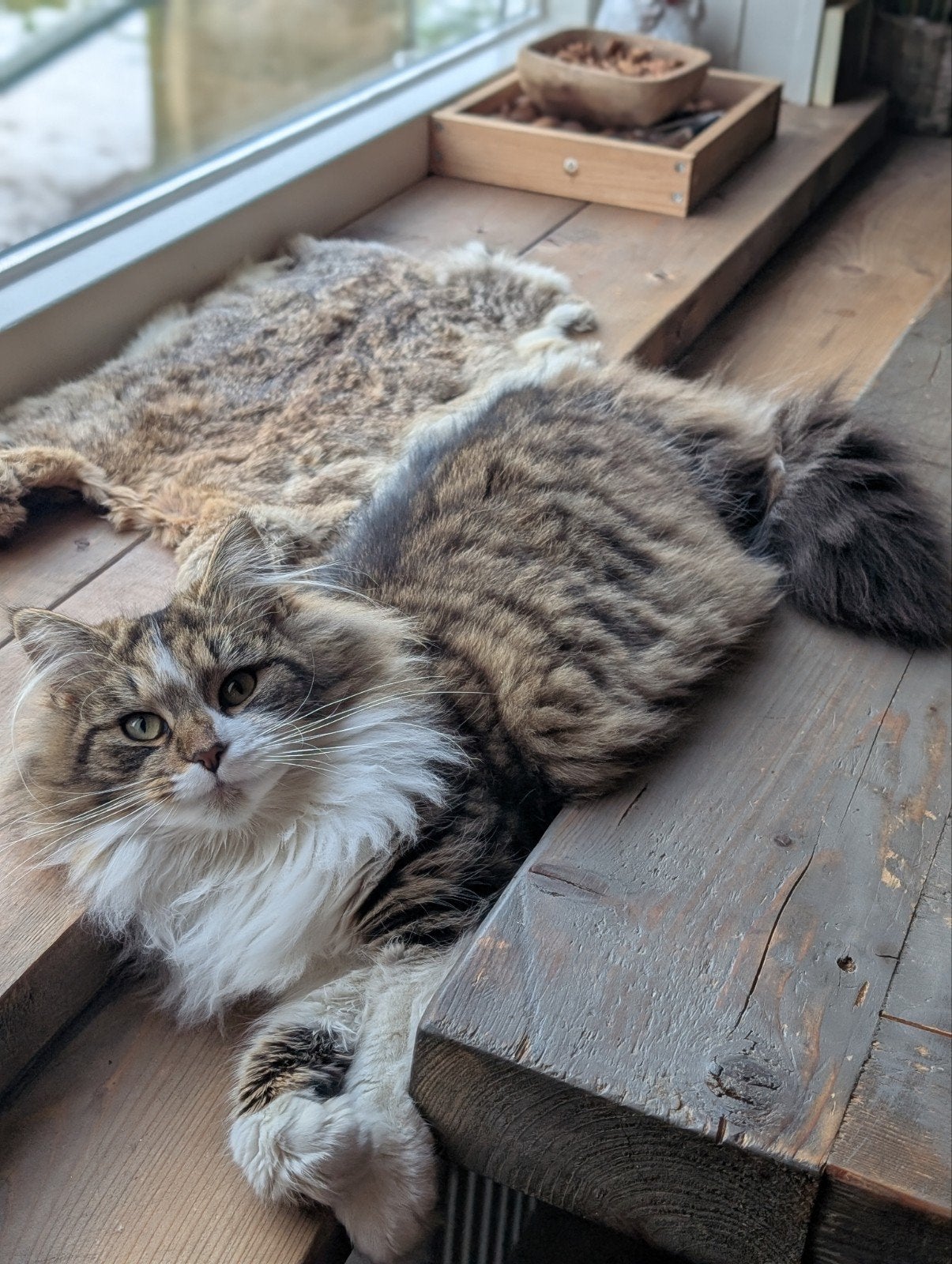 Noorse Boskat x kittens, Meerdere dieren
