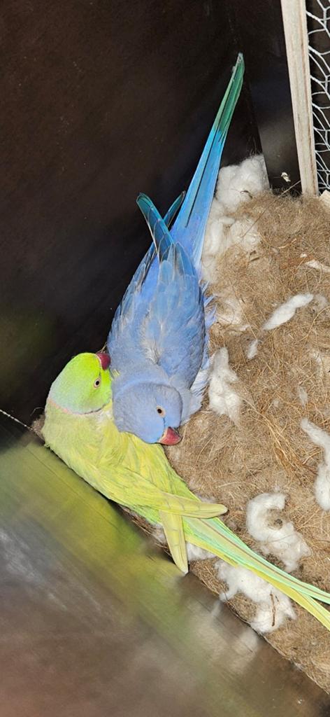 Bewezen Koppel halsbandparkiet, Meerdere dieren, Overige soorten