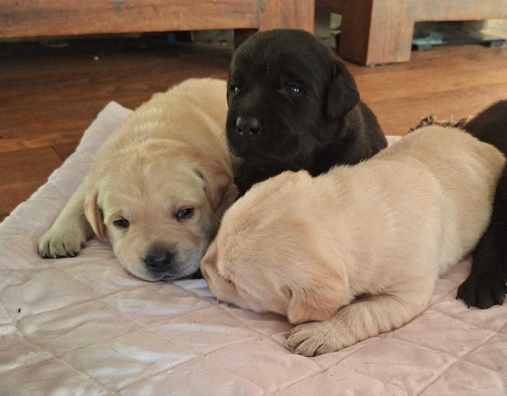 Labrador retriever pups blond en zwart, Dieren en Toebehoren, Parvo, 8 tot 15 weken, Labrador retriever, Meerdere