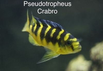 Pseudotropheus Crabro ( malawi Cichlide ), Vis
