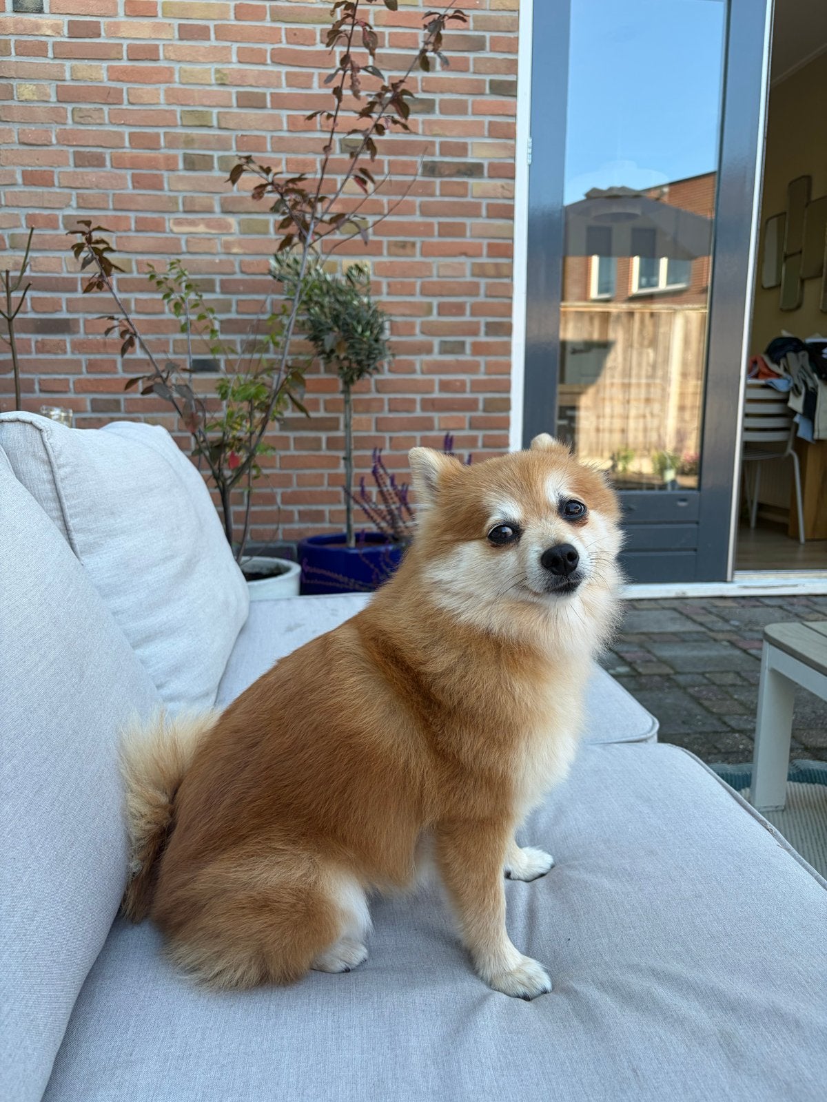 Nieuw thuis gezocht voor Neres, 6 jaar of ouder, Nederland, Handelaar, Teef