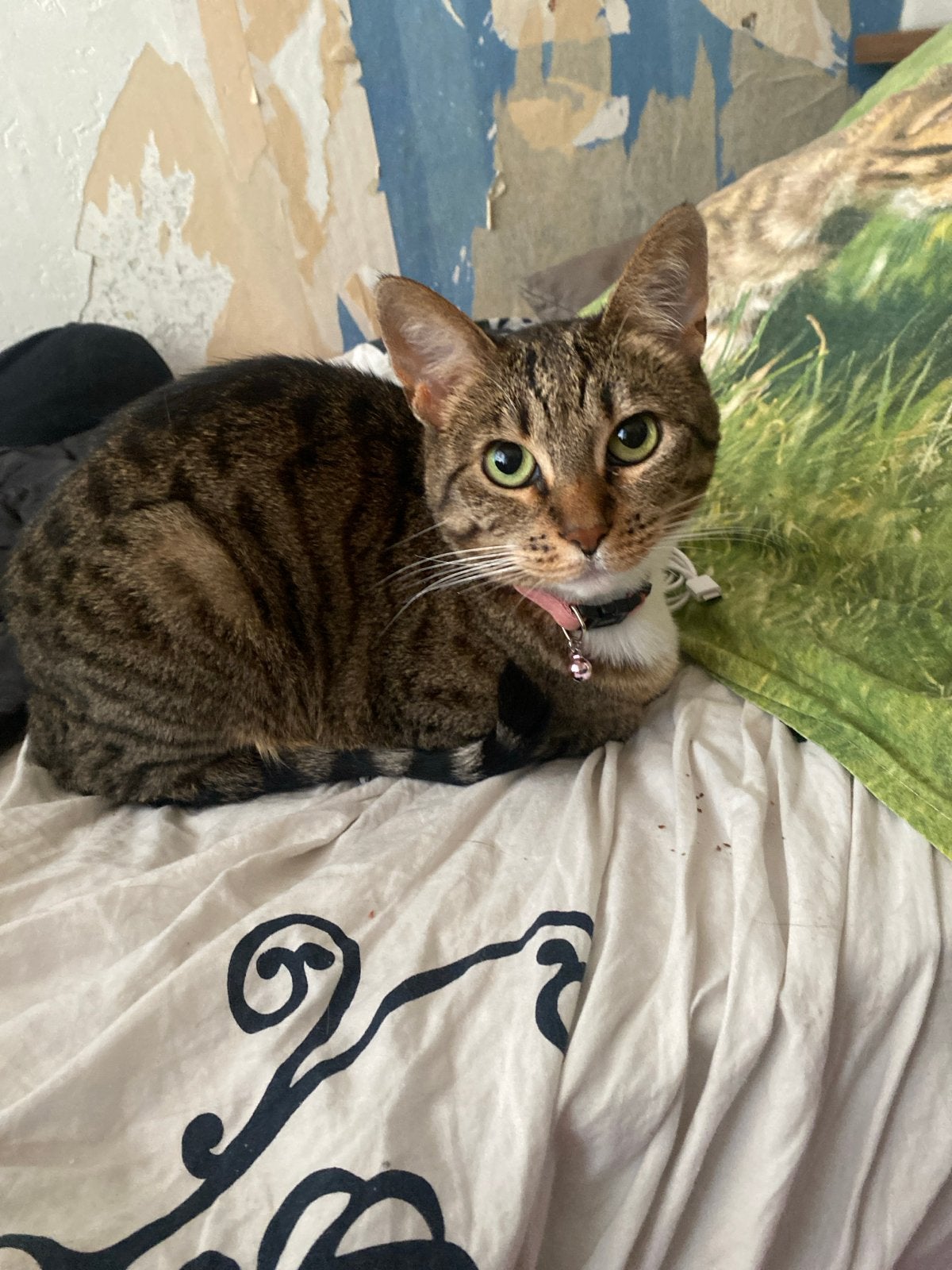 Katten loge gezocht, Ophalen of Verzenden, Zo goed als nieuw