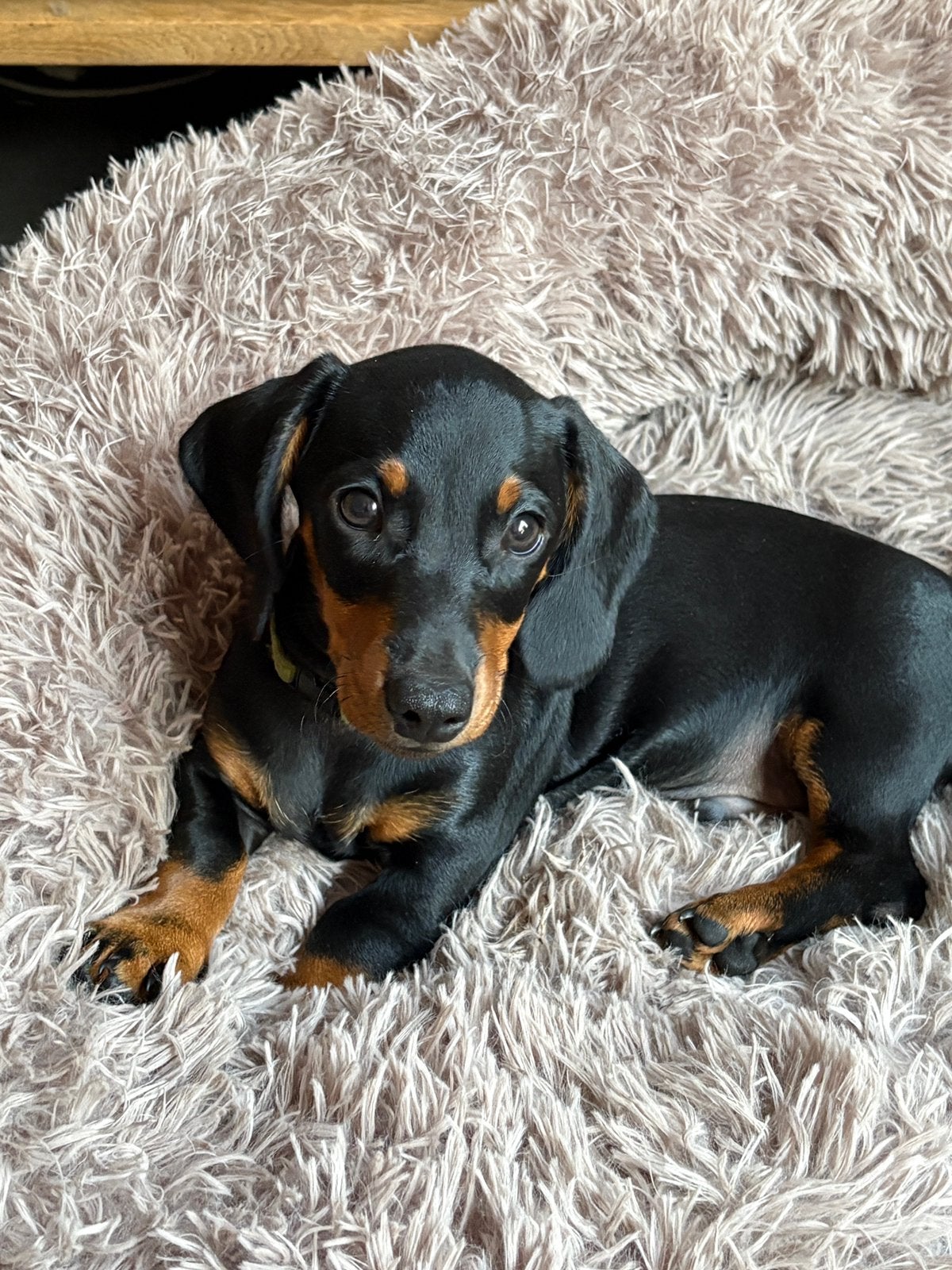 Kortharig black and tan dwerg/kaninchen teckel, Dieren en Toebehoren, Honden | Teckels en Dashonden, Parvo, Reu, 8 tot 15 weken