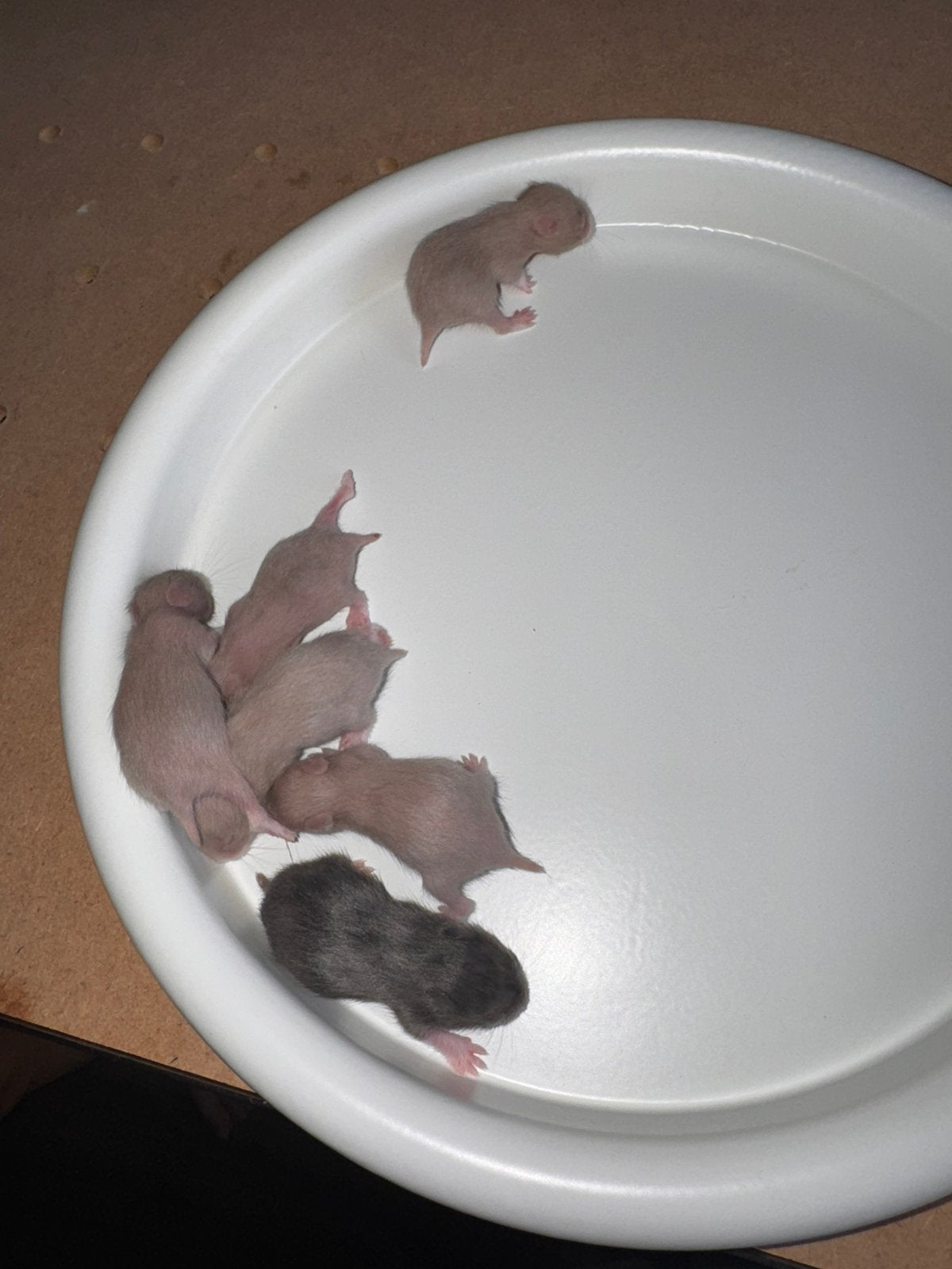 Syrische Dove kleurige baby hamsters geboren 21/8/26, Dieren en Toebehoren, Knaagdieren, Hamster, Augustus, Meerdere dieren, Tam