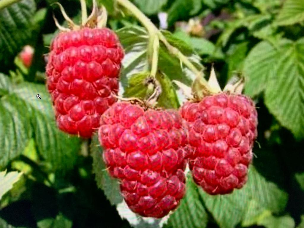 Frambozen, Tuin en Terras, Planten | Tuinplanten, Vaste plant, Halfschaduw, Zomer, Ophalen