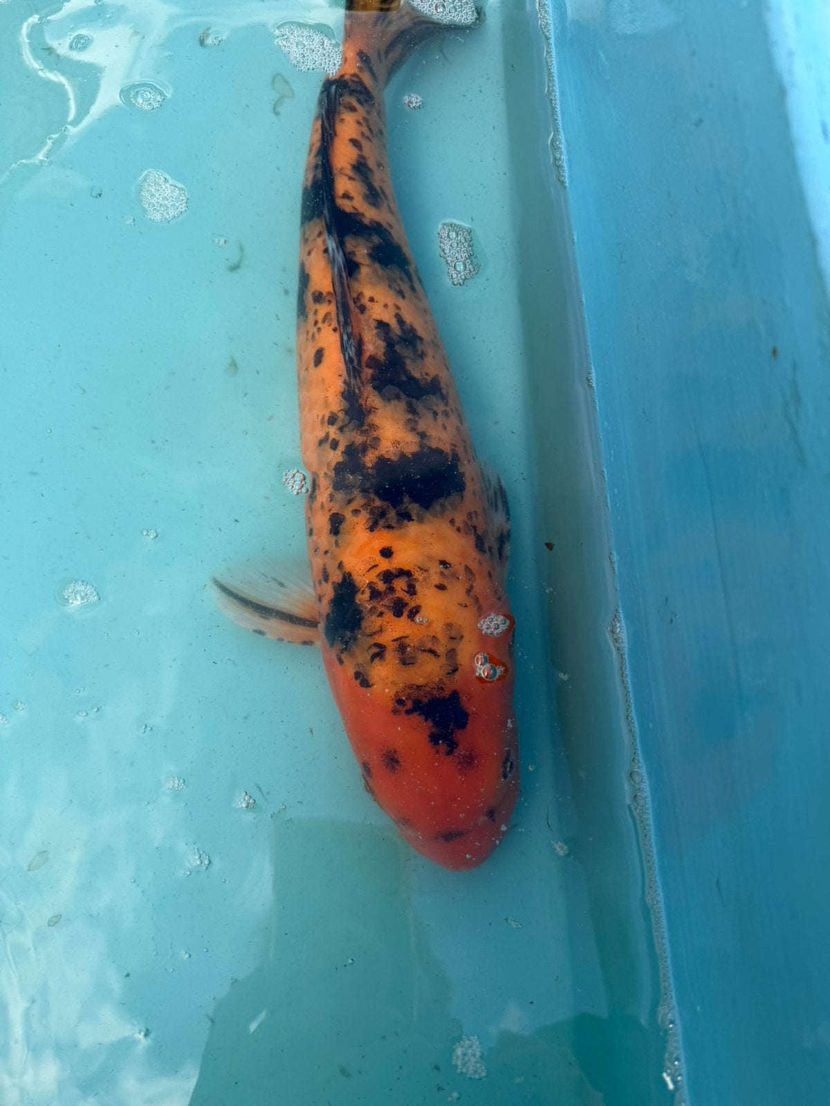 Hi Utsuri koi, Dieren en Toebehoren, Karper of Koi