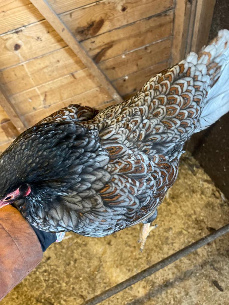 3 tomen kriel barnevelders te koop, blauw/goud, Meerdere dieren, Kip