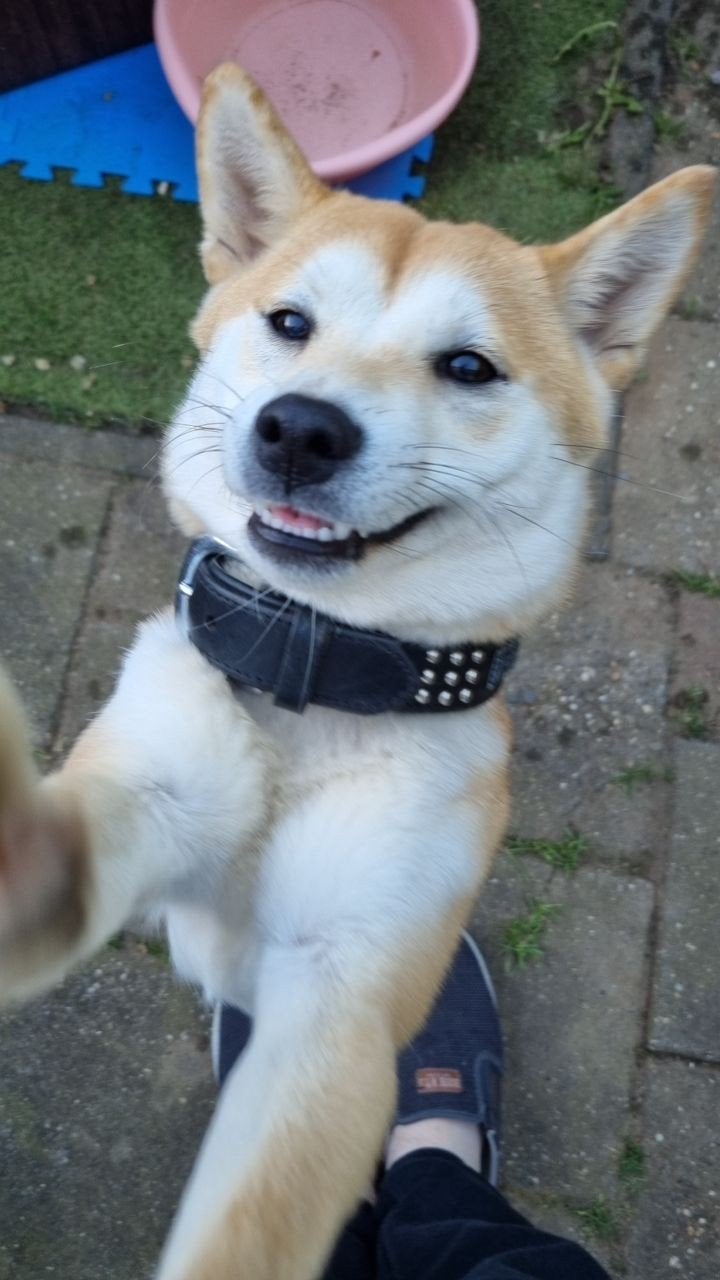 Shiba inu, Dieren en Toebehoren, Honden | Poolhonden, Keeshonden en Oertypen, Overige rassen, 1 tot 2 jaar, Teef, Eén hond