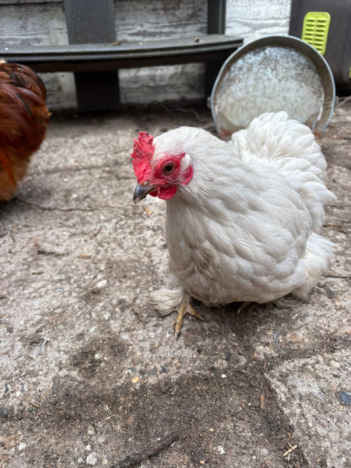 Kriel cochin koppel, Dieren en Toebehoren, Pluimvee, Meerdere dieren, Kip