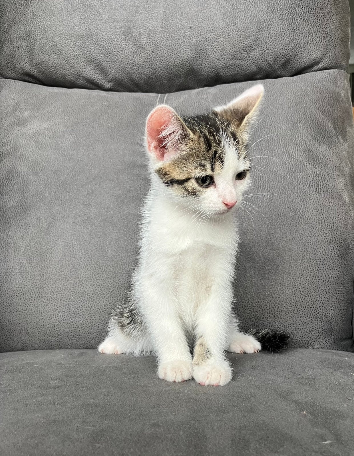Lieve kittens, Dieren en Toebehoren, Meerdere dieren, 0 tot 2 jaar