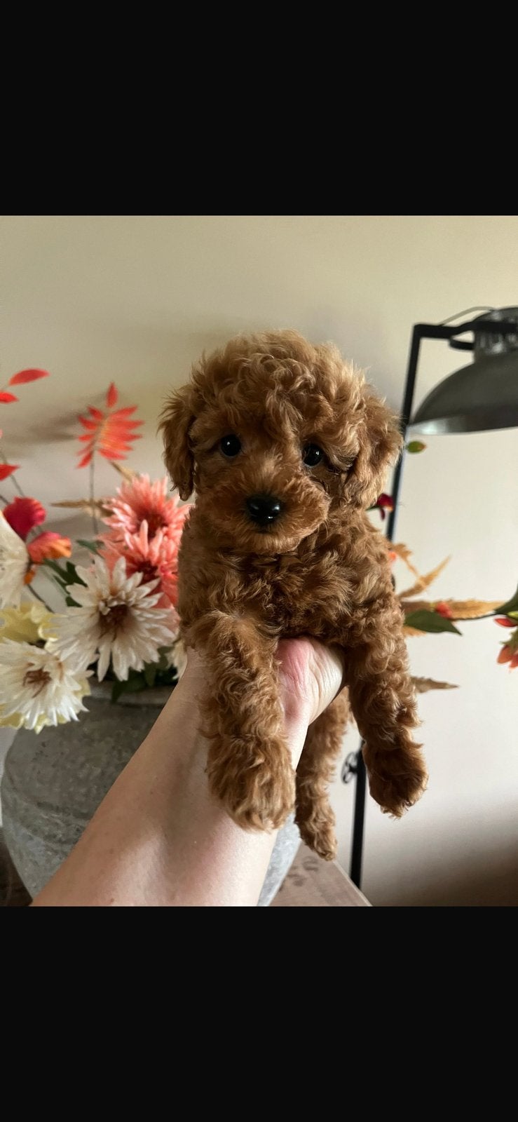 Maltipoo, (mini doodle) pups 🐶, Parvo, Overige rassen, 8 tot 15 weken, Meerdere