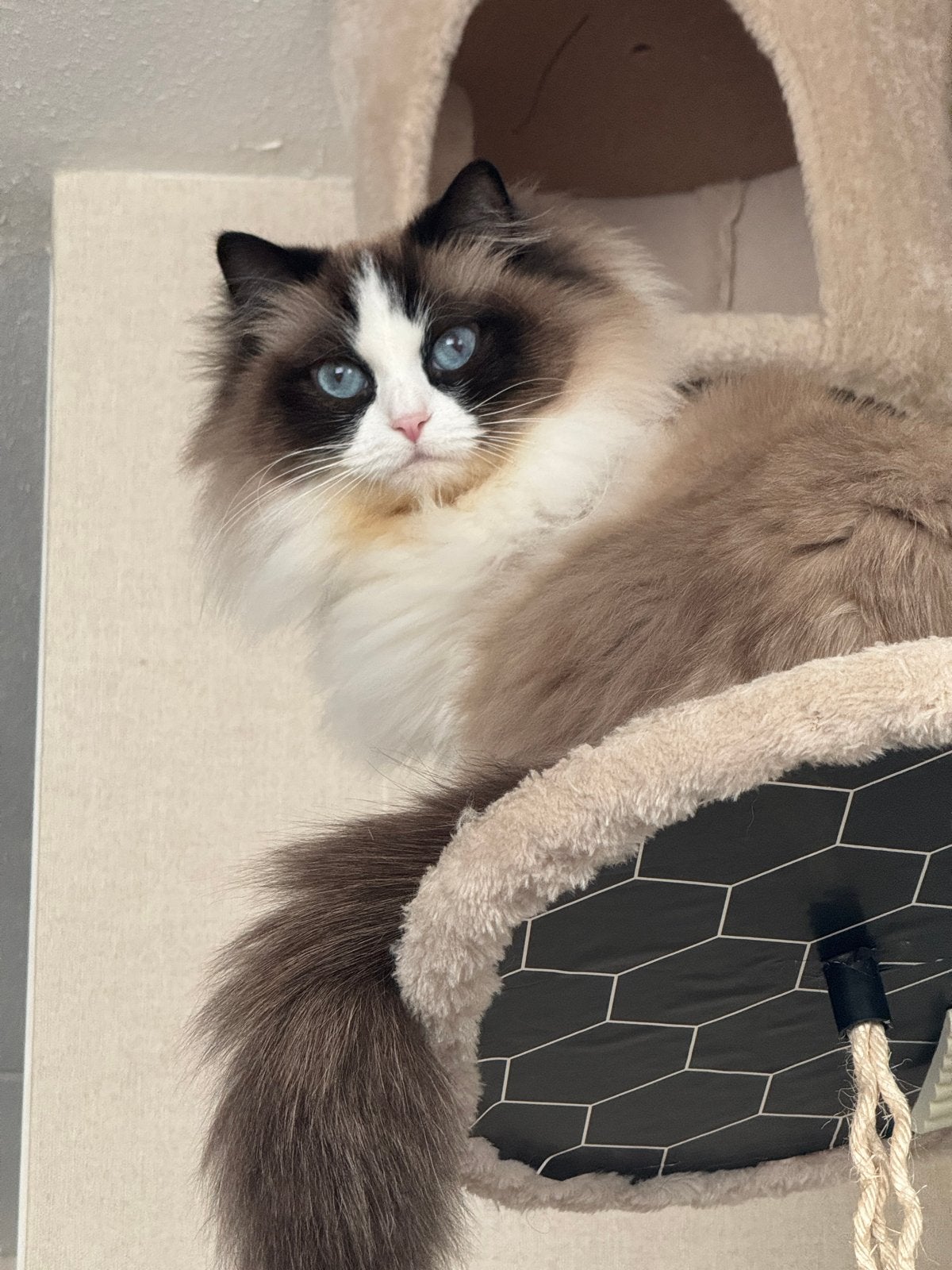Ragdoll -stambom vader, Poes