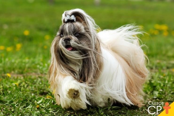 Shih tzu puppy's, Overige rassen, 8 tot 15 weken, Meerdere, Meerdere dieren